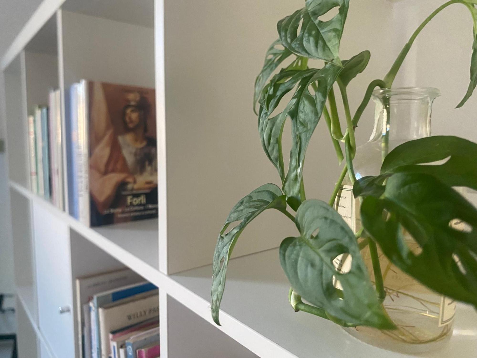 Bnb36 Forlì Екстериор снимка